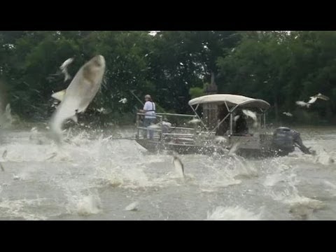 'Monster' jumping carp threat to Great Lakes - BBC News