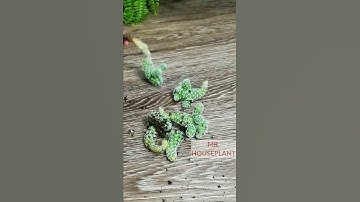 Cactus Repotting (Quick Video Guide!)