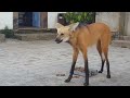 Maned wolf has a snack in brazil  viralhog