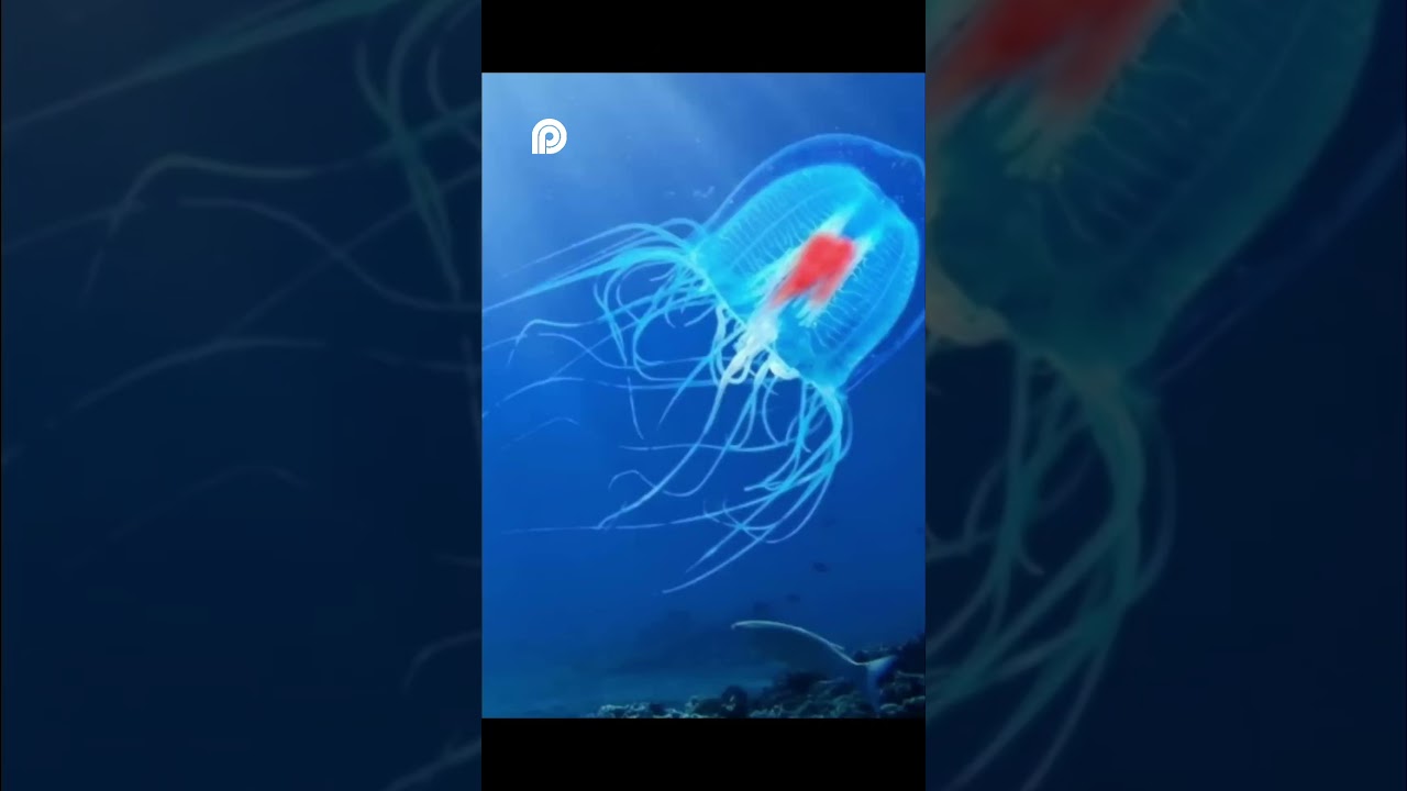 БессмертнаяМедуза