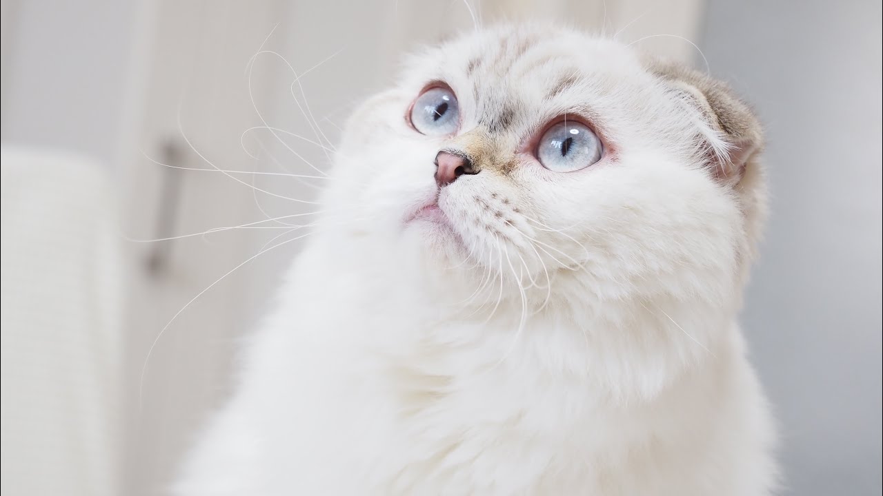 Scottish Fold Longhair Male with Seal Tabby Point & White