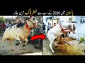 Angry Cow Qurbani 2020 in Pakistan || 2020 Qurbani kay janwar
