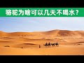 骆驼为什么耐渴 可以几天不喝水 驼峰真的有水吗 骆驼为什么耐渴 可以几天不喝水 驼峰真的有水吗