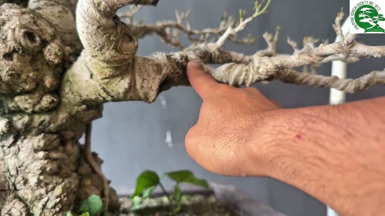 Art'bonsai101 vlog#102, 15years old local hibsicus graft to hibiscus taiwan, #tutorial #hibscus🫶🏼🌳🇵🇭