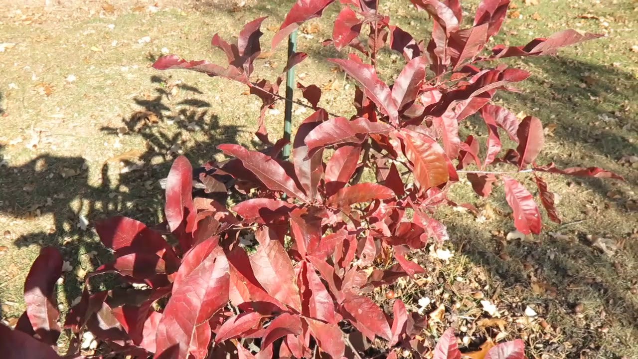 Quercus imbricaria dub celokrajný