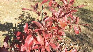 Quercus imbricaria dub celokrajný