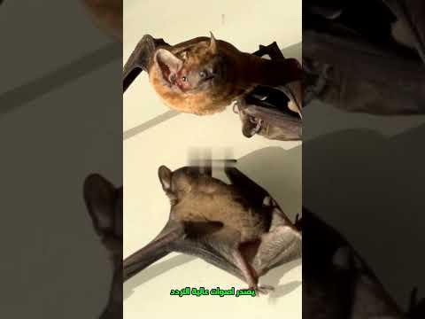 الخفاش الأنبوبي كشف أسرار الكائن الأكثر غرابة في العالم وثائقي