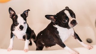 Boston Terrier common behavior issues