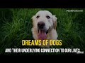 Dreams Of Dogs And Their Underlying Connection To Our Lives