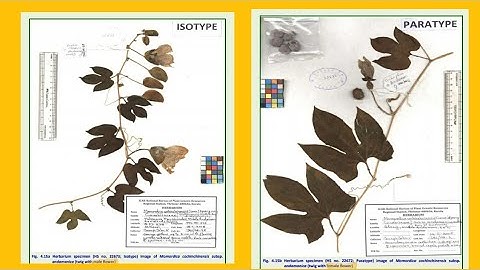 Holotype , Isotype , Paratype , Syntype , Lectotype , Neotype , Epitype | Nomenclatural Types