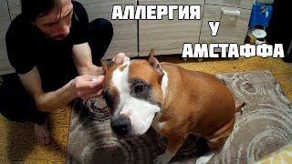 КАК ПРОЯВЛЯЕТСЯ АЛЛЕРГИЯ У АМСТАФФА И ПРОБЛЕМЫ С ЖКТ