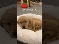 one month vs one year old golden baby