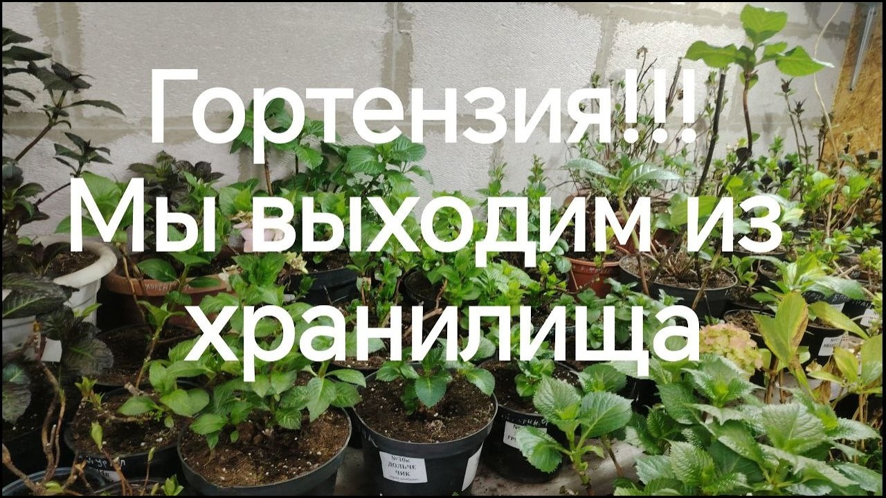 Гортензия! Мы выходим из хранилища!