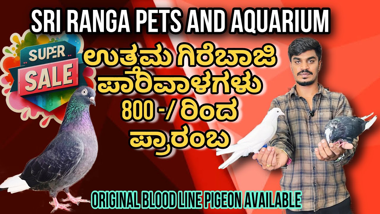 SRI RANGA AQUARIUM & PETS | Bangalore low price Pigeons | Start From 800 rs