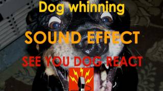 Dog Whinning Sound Effect | See Your Dog React To This