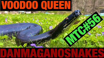 Meet the collection: Part 56, Voodoo Queen Update (beautiful sumatran short tail python)