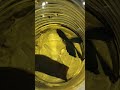#bettas#bottelling#fyp #trending #explore......