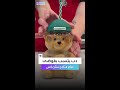 كوب Bearista من ستاربكس أشعل فوضى حقيقية في الفروع 