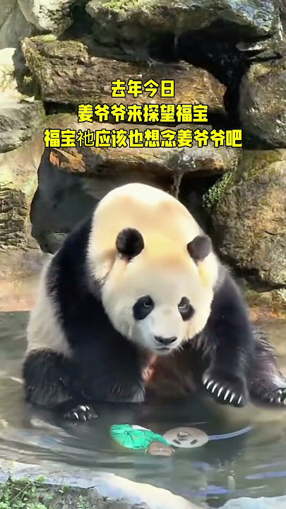 #Fubao and Grandpa #Panda Fubao #Jiang Grandpa #Grandpa Jiang comes to China to see Fubao #AI Panda