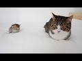 A delicate distance between the daddy cat Coco and the kitten Kiki