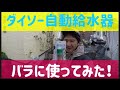 【ダイソー自動給水器】バラに使ってみた！の巻き！