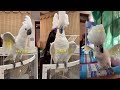【Tik Tok精選視頻】這鸚鵡成精了「第二季」，又來戲弄快遞員了～