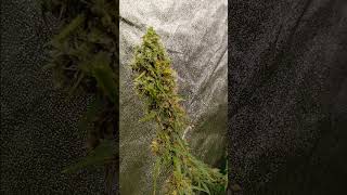 Mike Tyson seed grow up date outside and inside garden