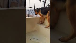 german shepherd dog barking || gsd dog barking || dog barking || puppy barking