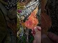 Creating An Iguana With Leaves Pebbles Nature Inspired Art Art Shorts Creating An Iguana With Leaves Pebbles Nature Inspired Art Art Shorts