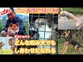 【書籍発売記念ライブ】犬の問題行動改善基礎知識