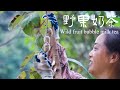 【乡野莲姐】I used several wild fruits to make bubble milk tea|秋天的第壹杯“野果珍珠奶茶”