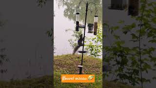 Nouvel oiseau #été #summer #oiseaux #birds #camping #camping au Québec #vacances au Québec Nouvel oiseau #été #summer #oiseaux #birds #camping #camping au Québec #vacances au Québec