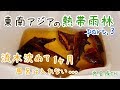 新水槽立ち上げ ~東南アジアの熱帯雨林~ Part.3 背面完成