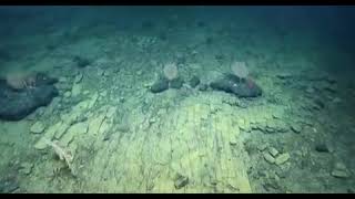 A yellow brick road was discovered at the bottom of the Pacific Ocean at a depth of thousands of met