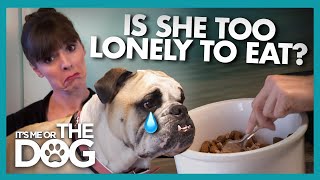 Bulldog Unable to eat Due to Separation Anxiety |  It's Me or The Dog