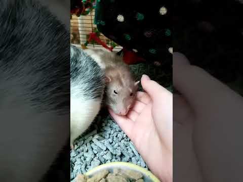 Хомяки Зевают-hamsters yawn😊 | ハムスターあくび | हैम्स्टर जम्हाई लेते हैं