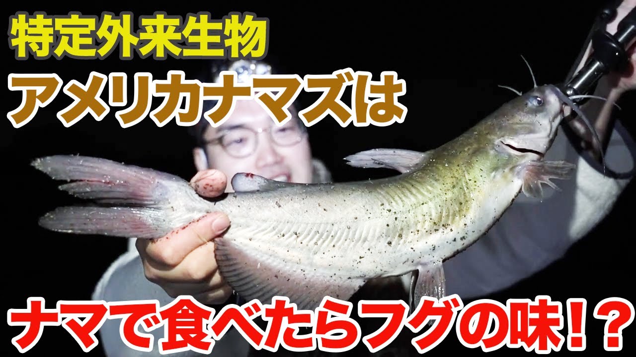 The American catfish, a designated invasive species, tastes like