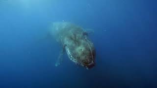 Bora Bora In December Escape Winter & Dive Into Paradise