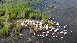 Captivating Wildlife: Pelicans, Egrets, Swans And Ducks In Stunning 4k With Dji Air 3 Tele Lens!