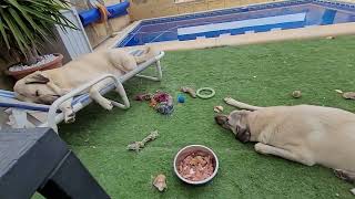We can learn a lot from nature. #kangal by Kangal Whisperer Mike 297 views 1 year ago 6 minutes, 3 seconds
