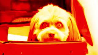 When dogs act like humans: The most bizarre and unsettling videos