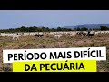 Recria de Bezerra Nelore no Período de Seca