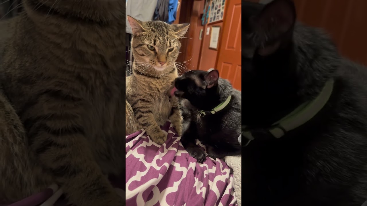 🐾 Cute Cats Being Absolutely Adorable! | Funny Cat Video | Cuteness Overload 🐾