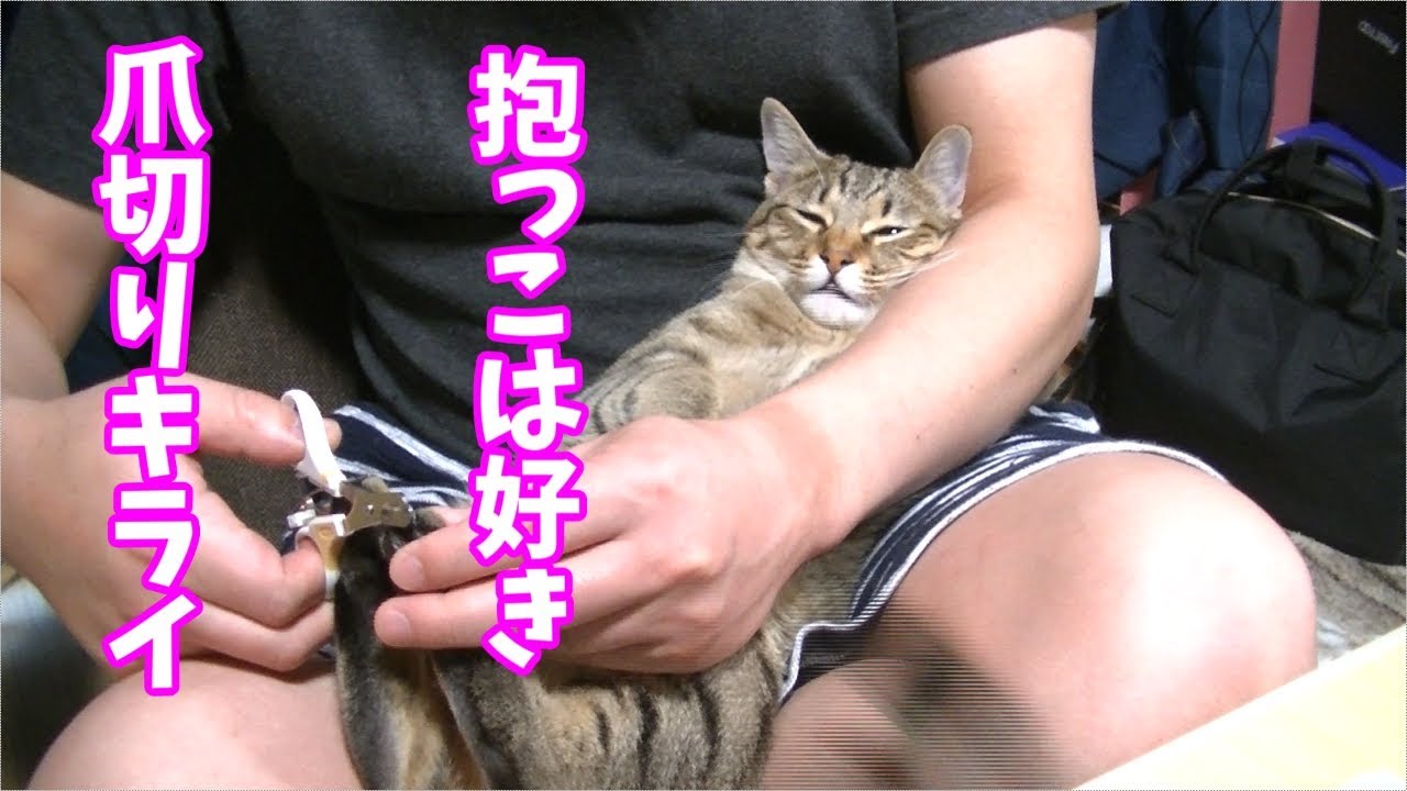 爪切り中可愛い声で鳴く猫 好きと嫌いの間を行ったり来たりする猫 あくび Cute Crying Cat Youtube