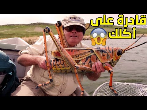 فيديو: Damselfly مقابل. اليعسوب: كيفية التعرف على دامسلفي في الحدائق