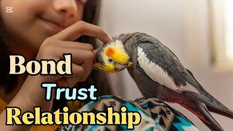 6 TIPS on How to Bond with Your Bird & Build a Strong Relationship.