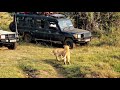 Can't wait to be Kings, Adventurous of Masai Mara