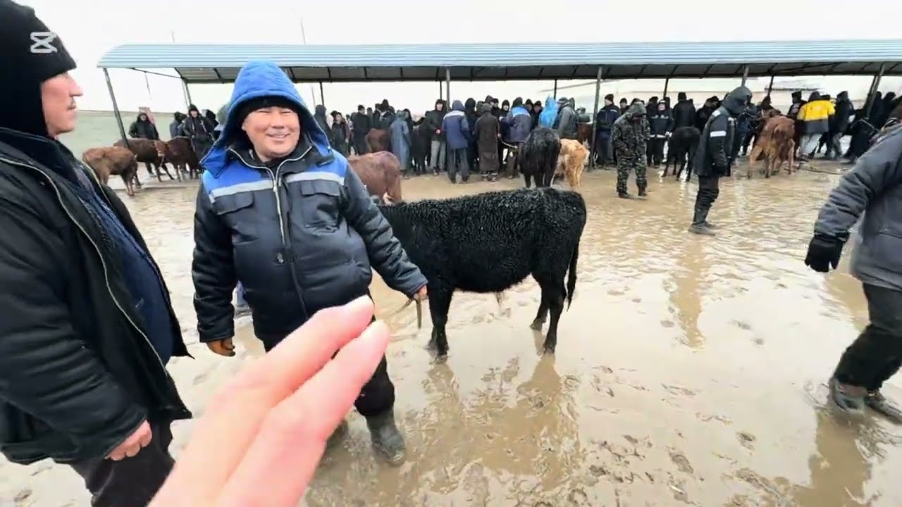 КУН СУЫК ЖАУЫНДА САУДА КАЛАЙ БОЛДЫ ? 25 ФЕВРАЛЬ2026 ЖЫЛ КАРАОЗЕК МАЛ БАЗАР БАХАЛАРЫ