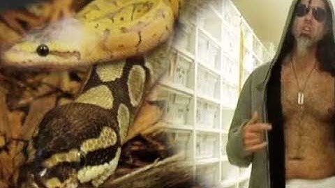 My Snake is Down With the Sickness : SnakeBytesTV