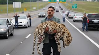 видео: Мужчина пронёс тело леопарда по шоссе, все были шокированы, когда узнали причину. картинка: Мужчина пронёс тело леопарда по шоссе, все были шокированы, когда узнали причину.